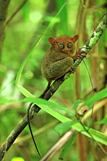 Tarsius: Philippine Tarsier Corella Tarsier Sanctuary, Bohol