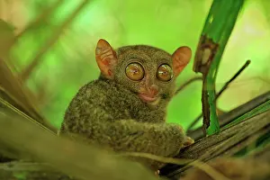 Tarsius: Philippine Tarsier Corella Tarsier Sanctuary, Bohol