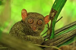 Tarsius: Philippine Tarsier Corella Tarsier Sanctuary, Bohol