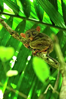 Tarsius: Philippine Tarsier Corella Tarsier Sanctuary, Bohol