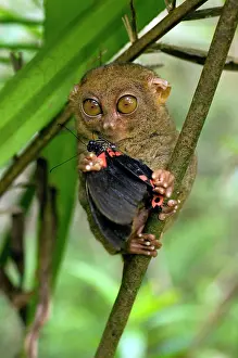 Tarsius: Philippine Tarsier eating a butterfly