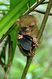 Kill: Philippine Tarsier eating a butterfly