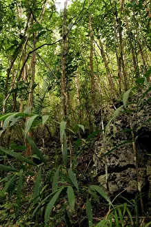 Tarsius: Philippine Tarsier - habitat - dense secondary