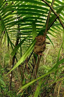 Tarsius: Philippine Tarsier hides and rests during daytime
