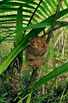 Tarsius: Philippine Tarsier hides and rests during daytime