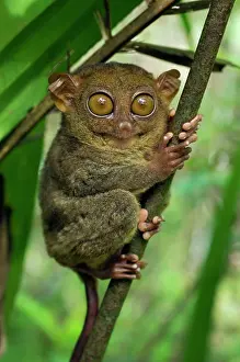 Tarsius: Philippine Tarsier hides and rests during daytime
