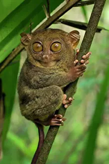 Tarsius: Philippine Tarsier hides and rests during daytime