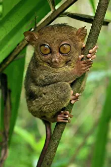 Tarsius: Philippine Tarsier hides and rests during daytime