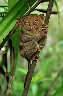 Andrey Zvoznikov: Philippine Tarsier hides and rests during daytime