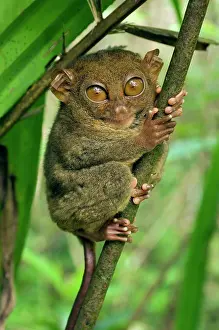 Tarsius: Philippine Tarsier hides and rests on his perching site