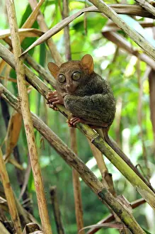Tarsius: Philippine Tarsier rests during a day in bamboo undergrowth