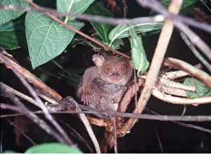 Staring: PHILIPPINE TARSIER - surprised / startled, in tree