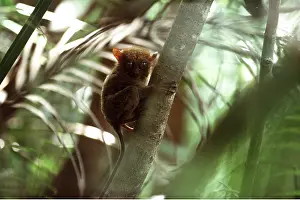 Philippine: PHILIPPINE TARSIER - in tree