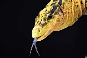Varanus: Philippine water monitor (Varanus cumingi), Philipinnes