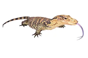 Varanus: The Philippine water monitor (Varanus cumingi) is
