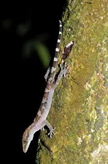 Filipino: Philippines Bent-Toed Gecko