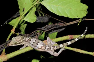 Filipino: Philippines Bent-Toed Gecko