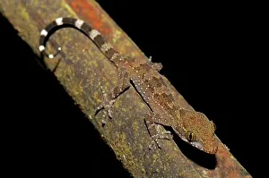 Filipino: Philippines Bent-Toed Gecko