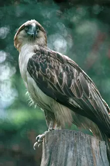 Jeffreyi: Philippines Eagle