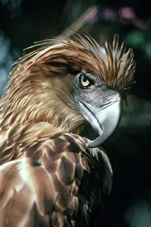 Jeffreyi: Philippines Eagle