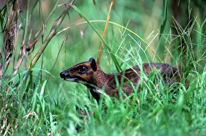 Nigricans: PHILIPPINES MOUSE DEER