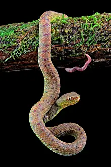 Suspend: Philippines Pit Viper (Trimeresurus flavomaculatus)