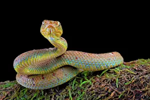 Trimeresurus: Philippines Pit Viper (Trimeresurus flavomaculatus)