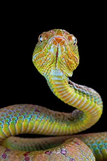 Trimeresurus: Philippines Pit Viper (Trimeresurus flavomaculatus)