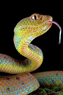 Trimeresurus: Philippines Pit Viper (Trimeresurus flavomaculatus)