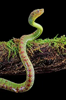 Trimeresurus: Philippines Pit Viper (Trimeresurus flavomaculatus)