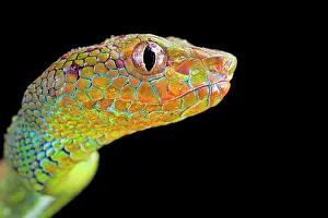 Trimeresurus: Philippines Pit Viper (Trimeresurus flavomaculatus)