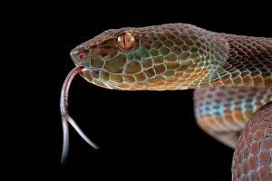 Flavomaculatus: Philippines PitViper (Trimeresurus flavomaculatus)