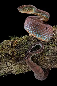 Flavomaculatus: Philippines PitViper (Trimeresurus flavomaculatus)