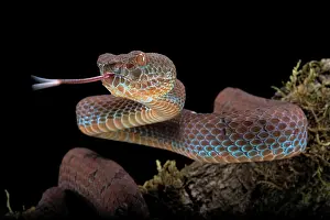 Flavomaculatus: Philippines PitViper (Trimeresurus flavomaculatus)