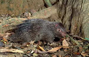 Porcupines: Philippines Porcupine