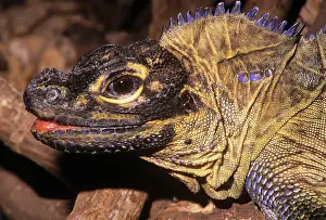 Hydrosaurus: Phillipine Sailfin Lizard
