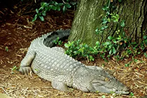 Mindorensis: Phillippine crocodile