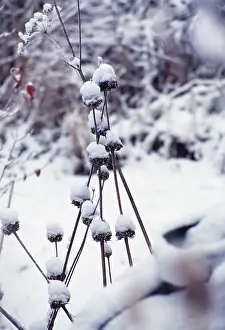 Sticky: Phlomis