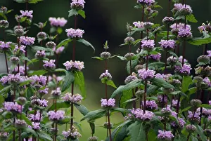 Tuberosa: Phlomis