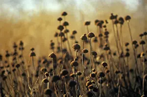 Sticky: Phlomis