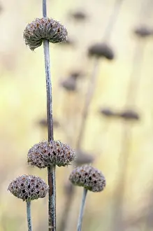 Sticky: Phlomis
