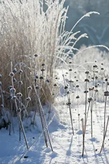 Sticky: Phlomis