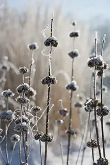 Sticky: Phlomis