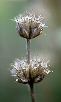 Sage: Phlomis