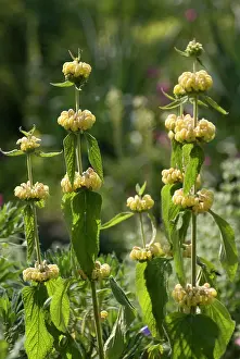 Sticky: Phlomis