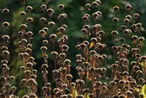 Sticky: Phlomis