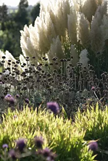 Layers: Phlomis