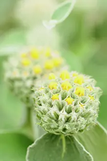 Russeliana: Phlomis russeliana, Phlomis, Yellow, Green, Perennial, Unusu