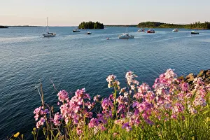 Jerry: Phlox bloom on the shoreline of the harbor