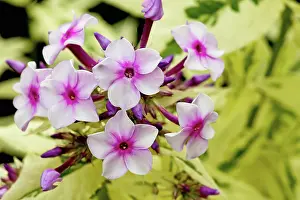 Clustered: Phlox